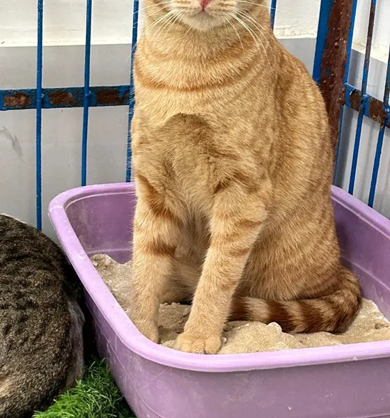 Nacho, a cat at the CDRS Benji Karachi shelter