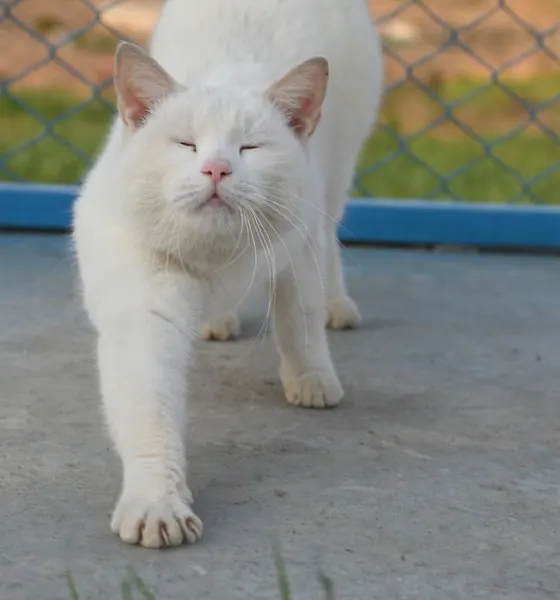 Fufu, a cat at the CDRS Benji Islamabad shelter