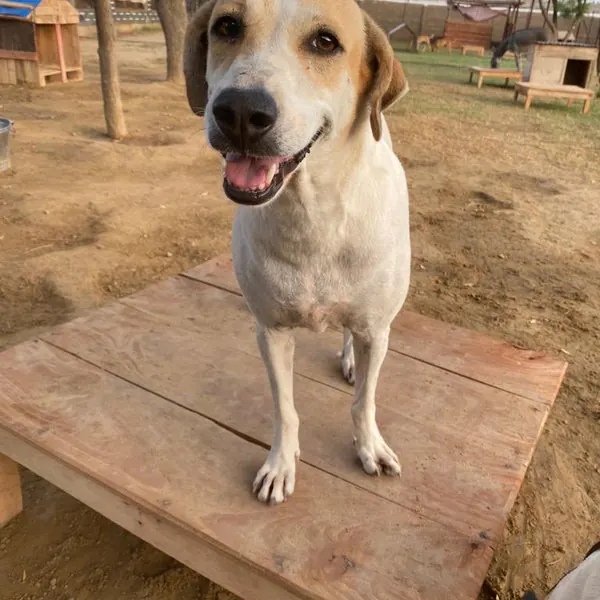 Female dog spaying