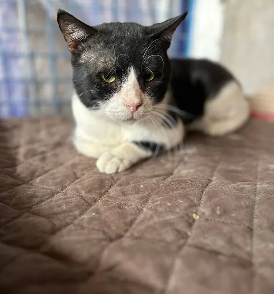 Pirate, a cat at the CDRS Benji Karachi shelter