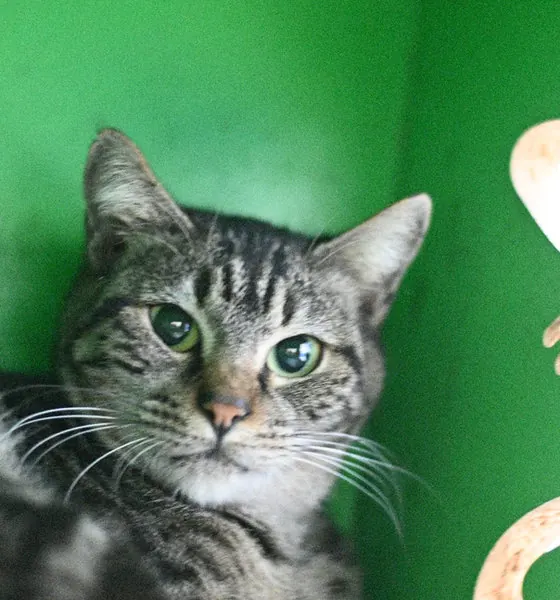 Paris, a cat at the CDRS Benji Islamabad shelter