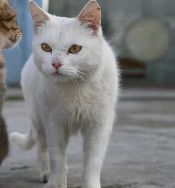 Ufu, a cat at the CDRS Benji Islamabad shelter