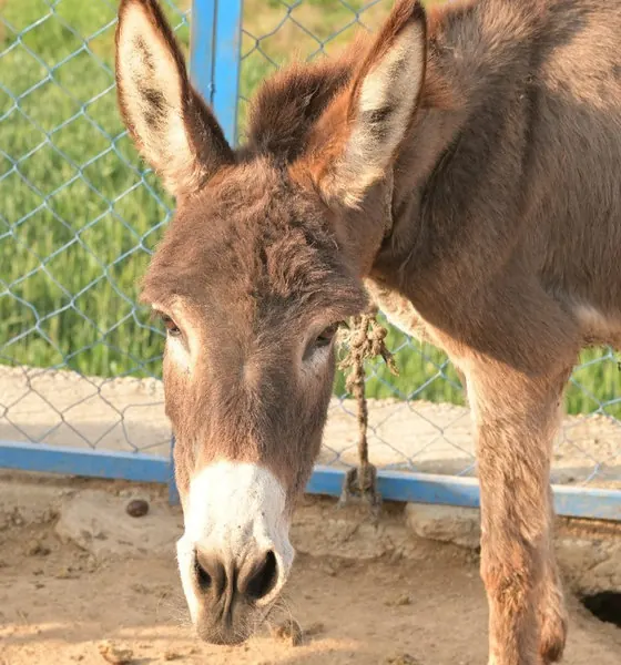 Jenny, a donkey at the CDRS Benji Islamabad shelter