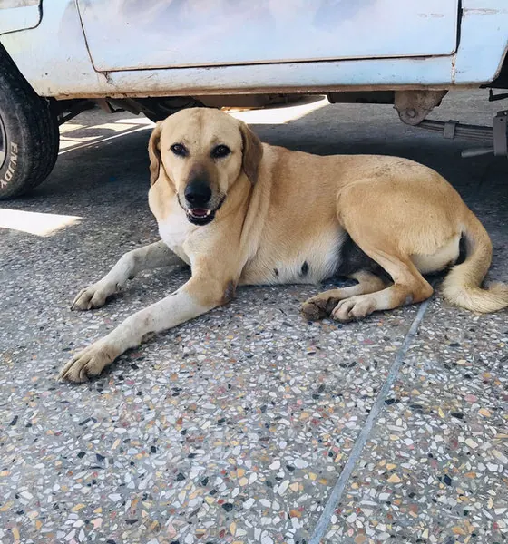 Saviour, a dog at the CDRS Benji Islamabad shelter