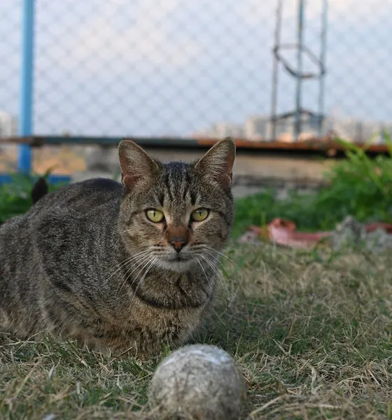 Runt, a cat at the CDRS Benji Islamabad shelter