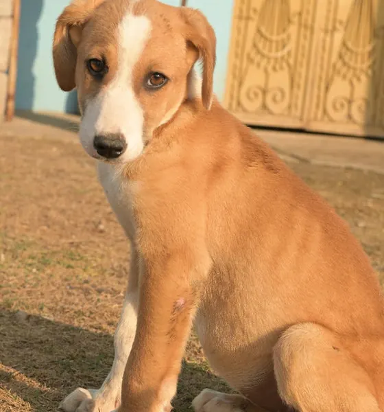 Fluffy, a dog at the CDRS Benji Islamabad shelter