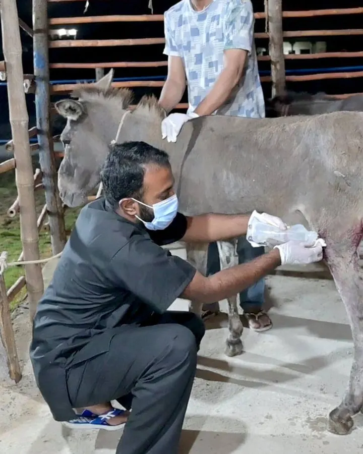 Helping working animals after disasters