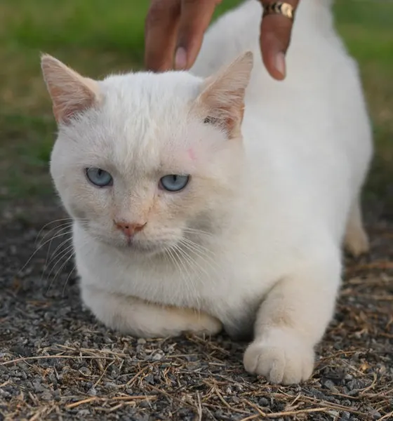 Sammy, a cat at the CDRS Benji Islamabad shelter