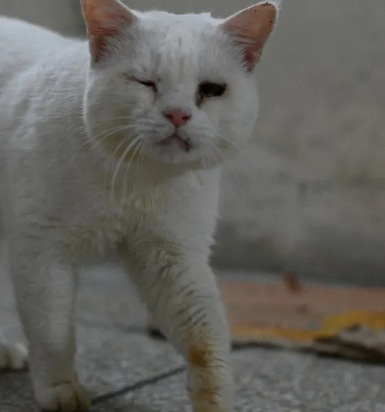 Tom, a cat at the CDRS Benji Islamabad shelter