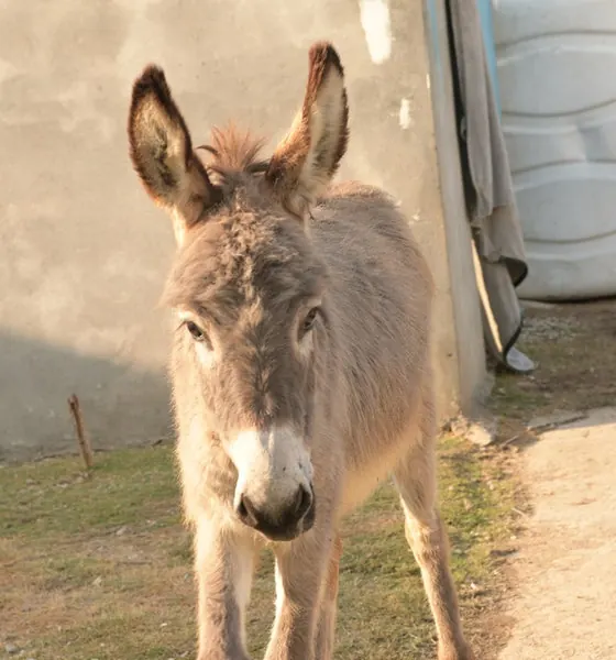 Areena, a donkey at the CDRS Benji Islamabad shelter
