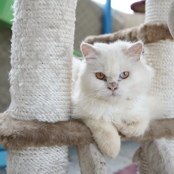Female cat spaying