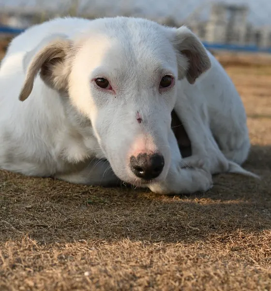 Cotton, a dog at the CDRS Benji Islamabad shelter